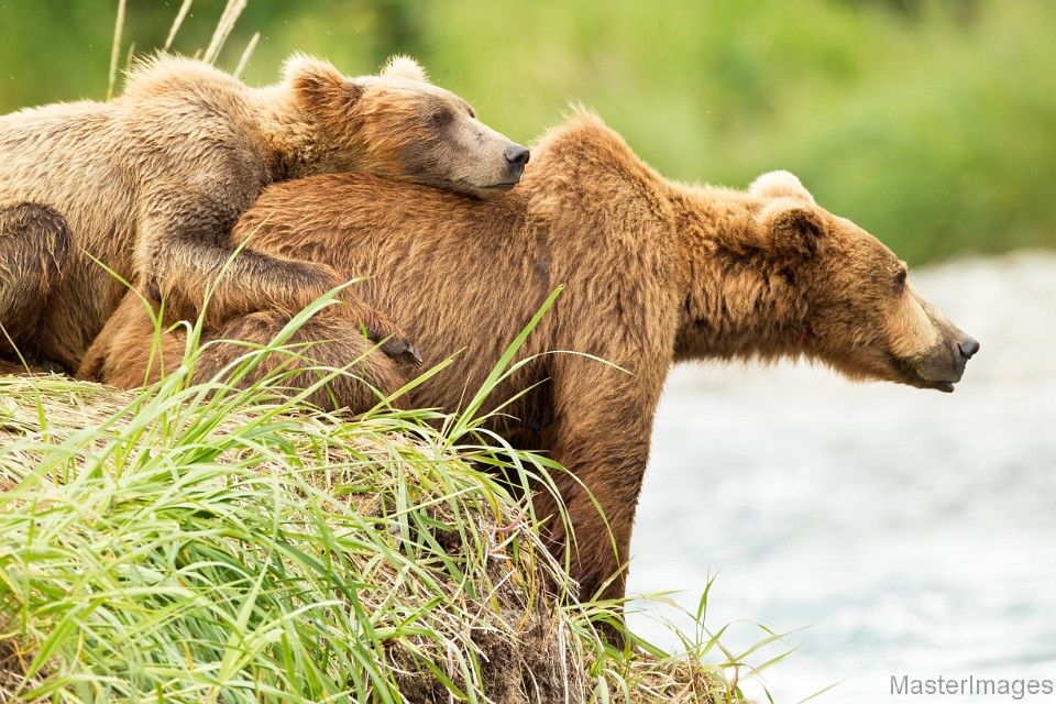 soft brown bear